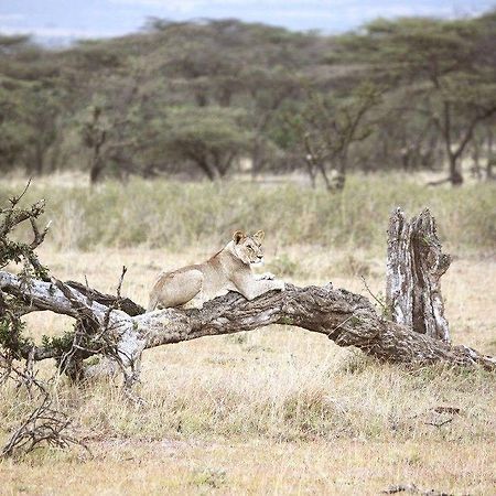 Encounter Mara Camp Hotel Maasai Mara Kültér fotó