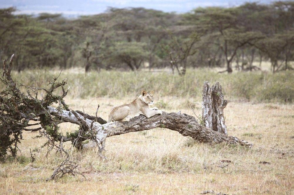 Encounter Mara Camp Hotel Maasai Mara Kültér fotó